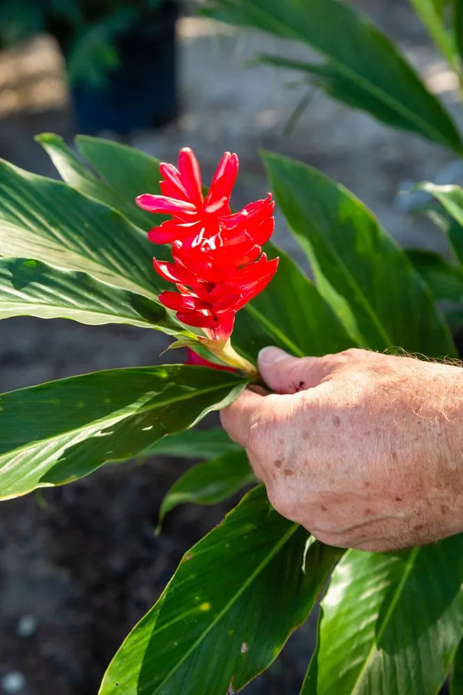 Expert outdoor landscaping experts serving Fort Myers, FL - Weeks Landscaping Of Ft Myers