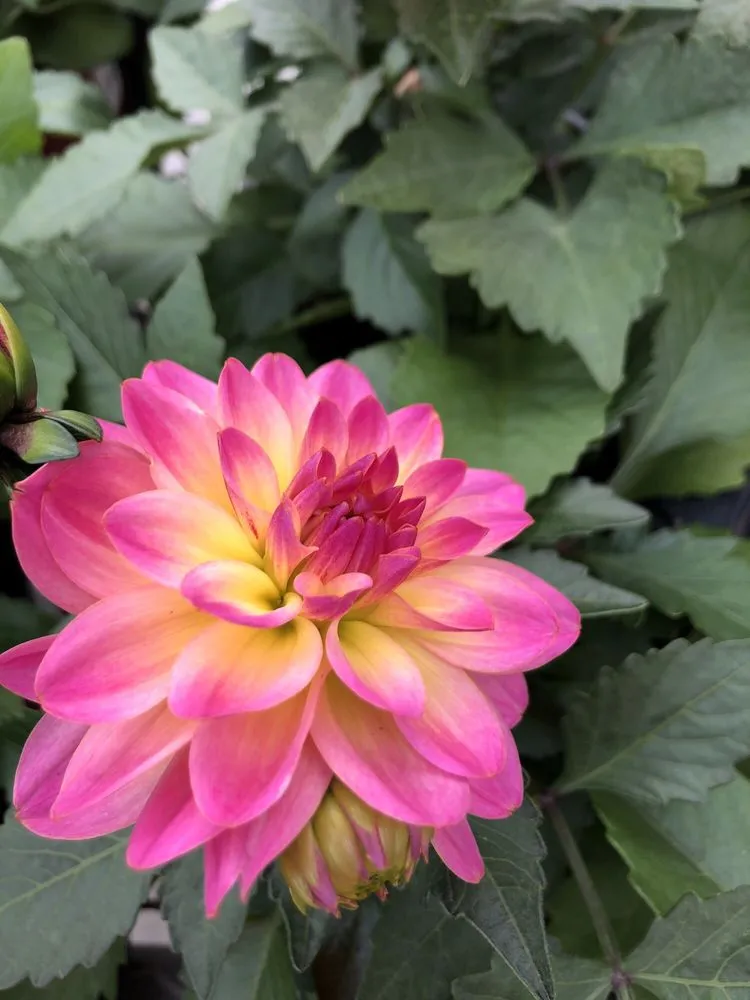 Custom lawn mowing service experts serving Montague, MI - Weesies Brothers Garden Center