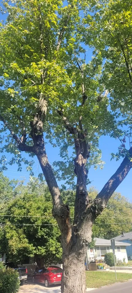 Top-rated yard cleanup service experts serving Perryville, MO - Weibrecht Landscaping