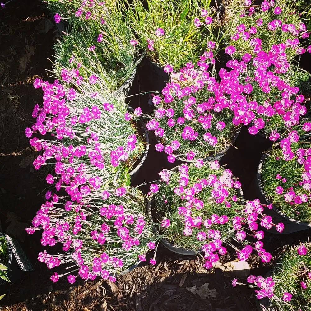 Trusted outdoor landscaping in Rose Creek, MN by Weis Landscaping