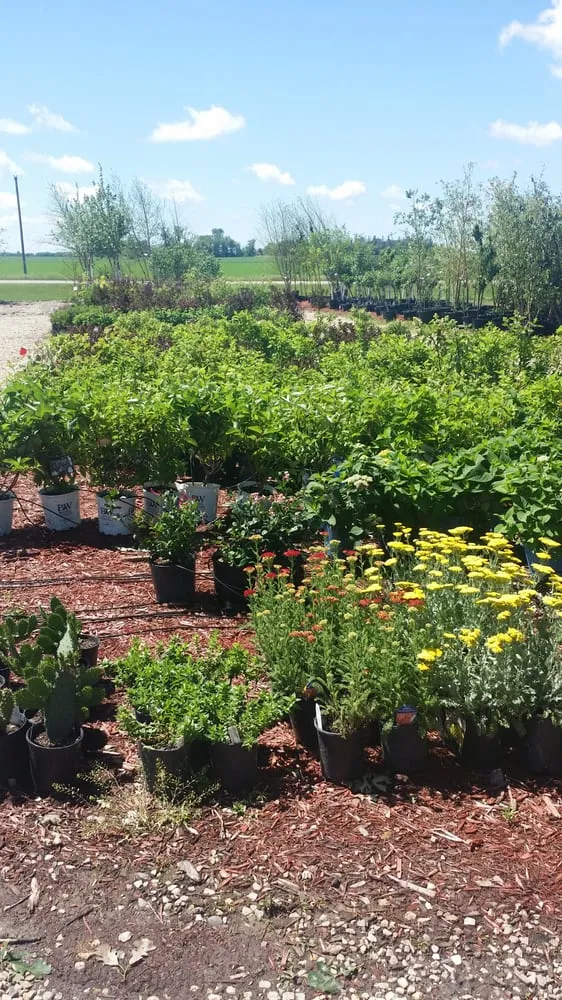 Reliable yard cleanup service in Rose Creek, MN by Weis Landscaping