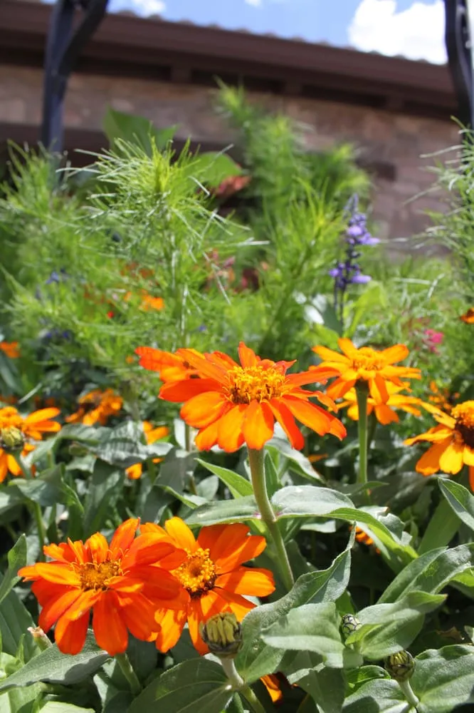 Affordable lawn care service for homes in Colorado Springs, CO by Weisburg Landscape Maintenance