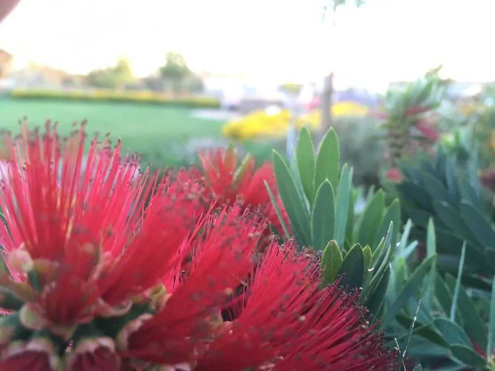 Local lawn mowing service experts serving Nevada City, CA - Weiss Landscaping