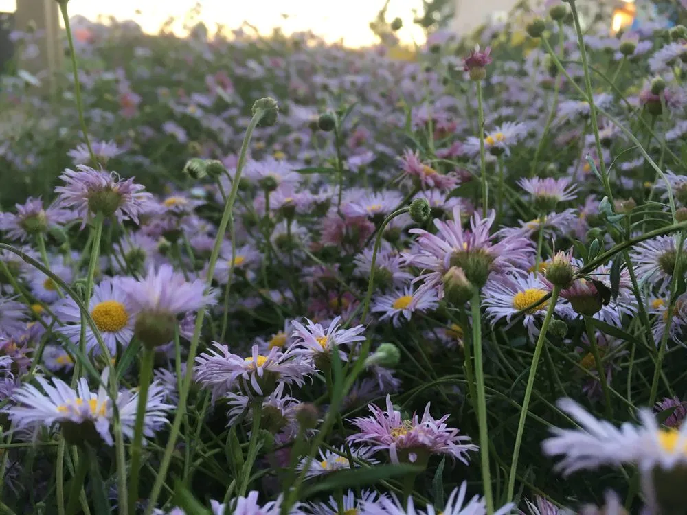 Top-rated residential landscaping in Nevada City, CA - Weiss Landscaping