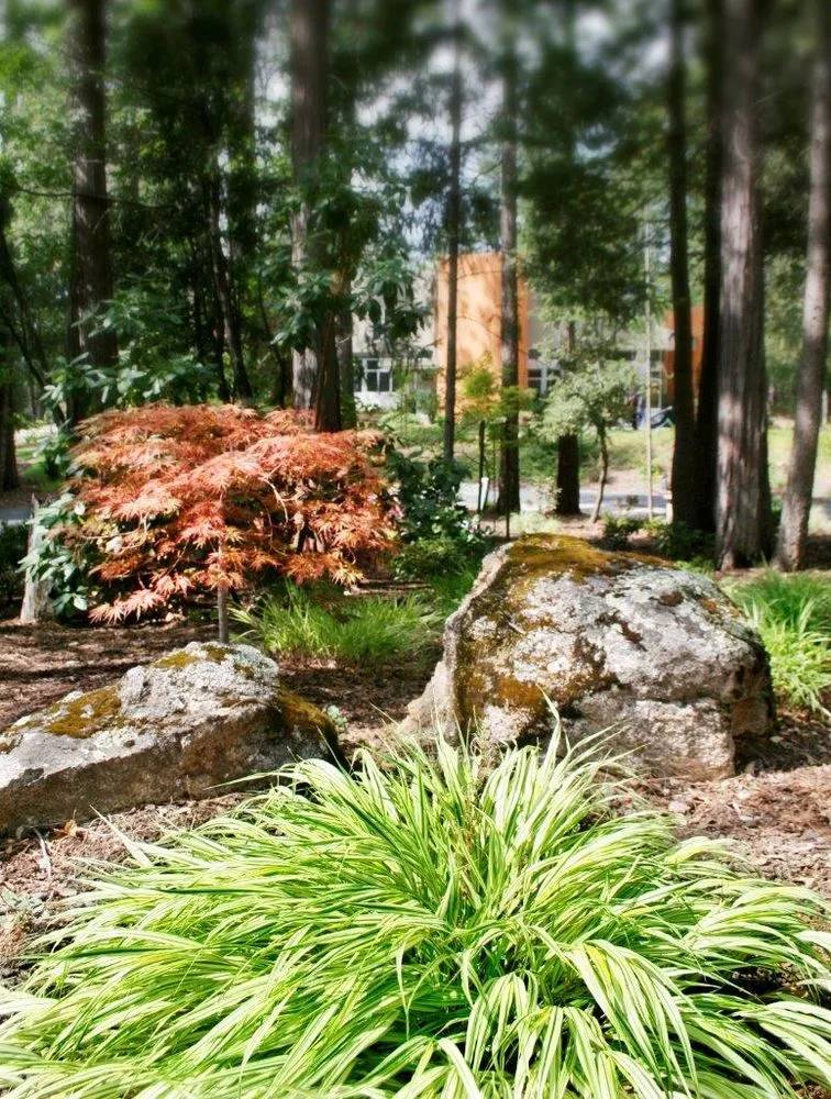 Local landscaping services for year-round maintenance across Nevada City, CA - Weiss Landscaping