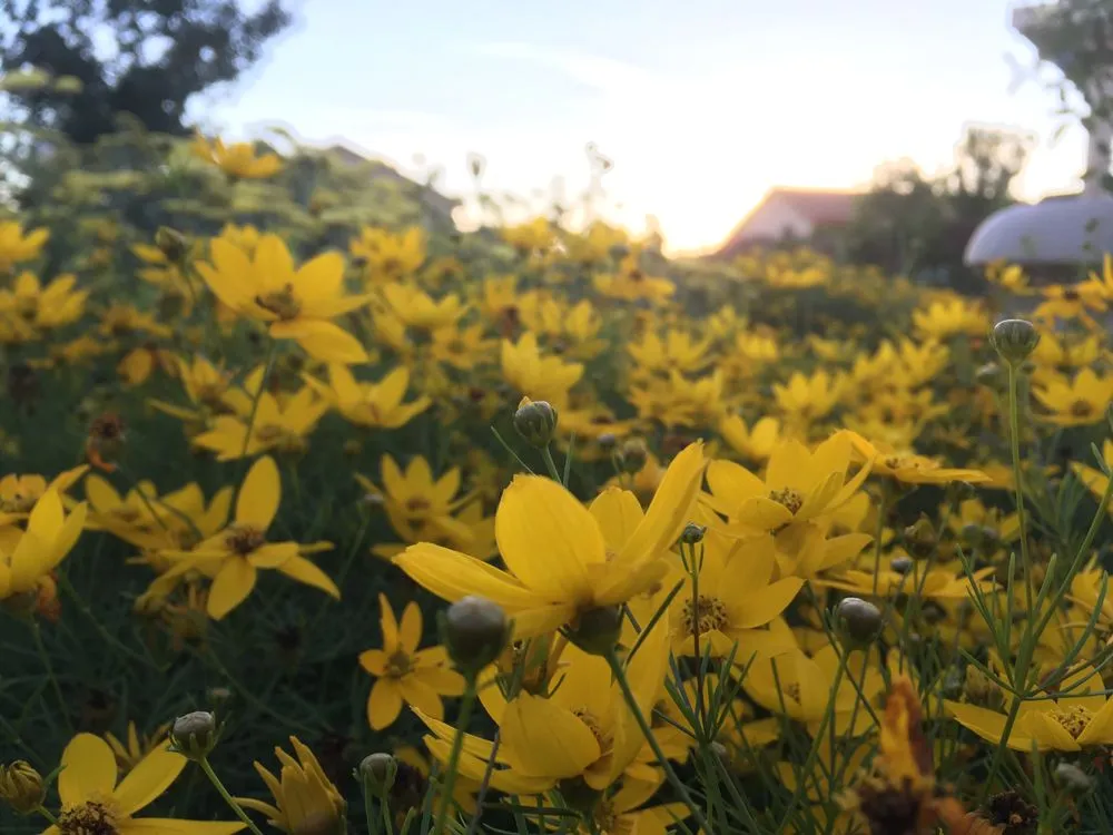 Trusted garden landscaping experts serving Nevada City, CA - Weiss Landscaping