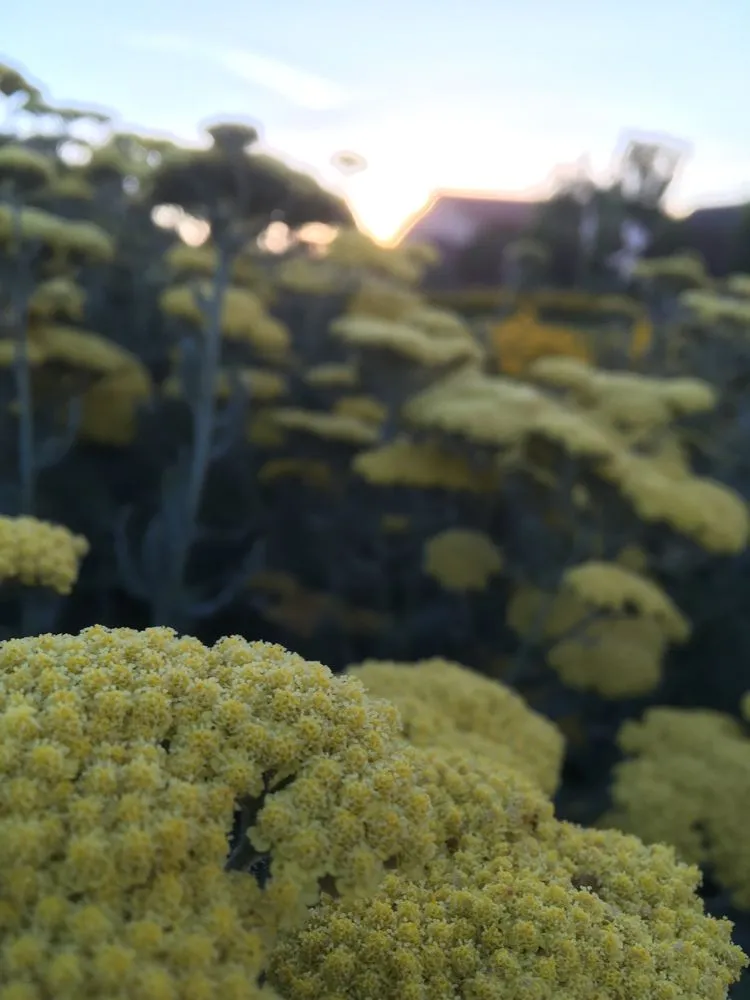 Reliable lawn care service in Nevada City, CA - Weiss Landscaping