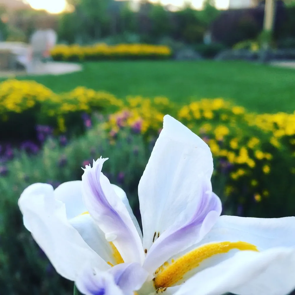 Expert landscape installation for year-round maintenance in Nevada City, CA by Weiss Landscaping