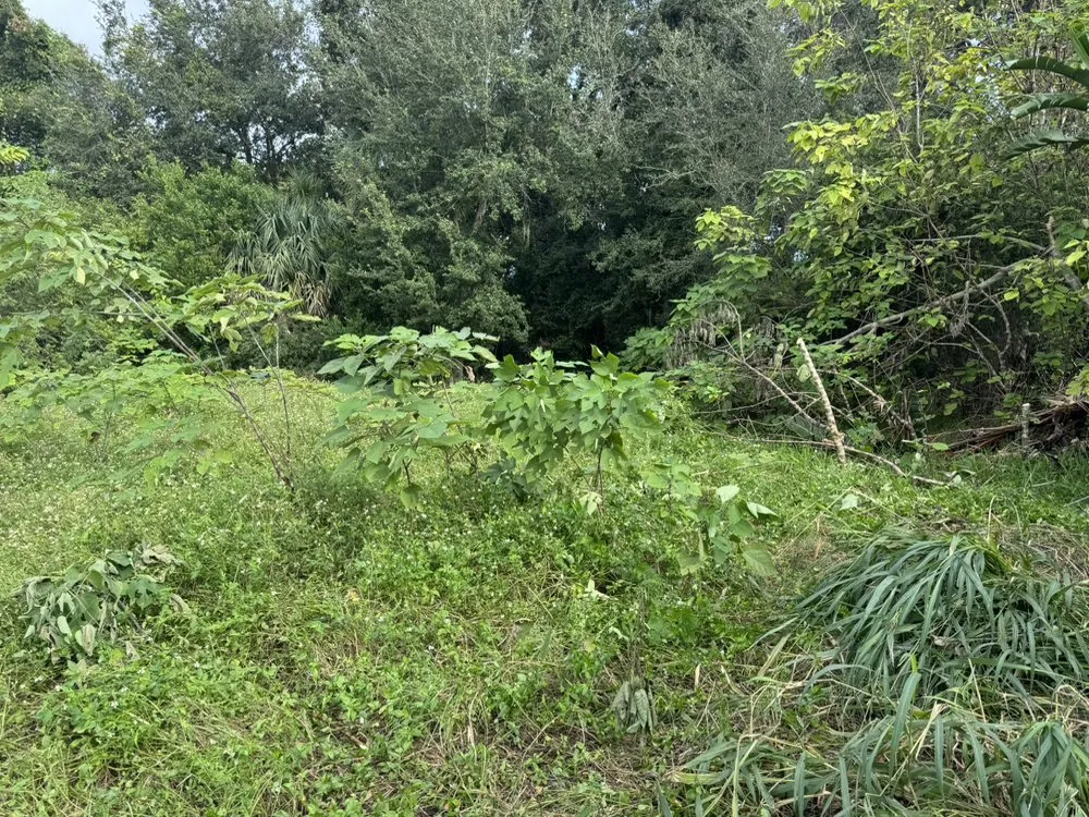 Affordable lawn care service in Titusville, FL by Weitzel Lawn Care & More