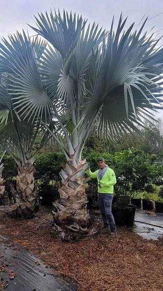 Expert landscape design in Casselberry, FL - Welch Outdoor