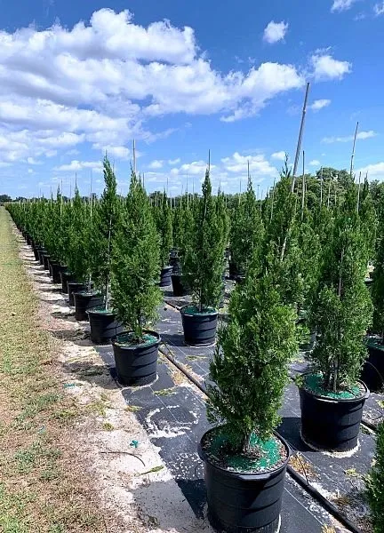 Custom yard cleanup service in Casselberry, FL by Welch Outdoor