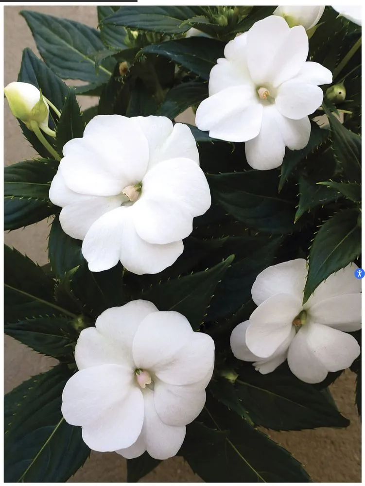 Reliable outdoor landscaping in Casselberry, FL by Welch Outdoor