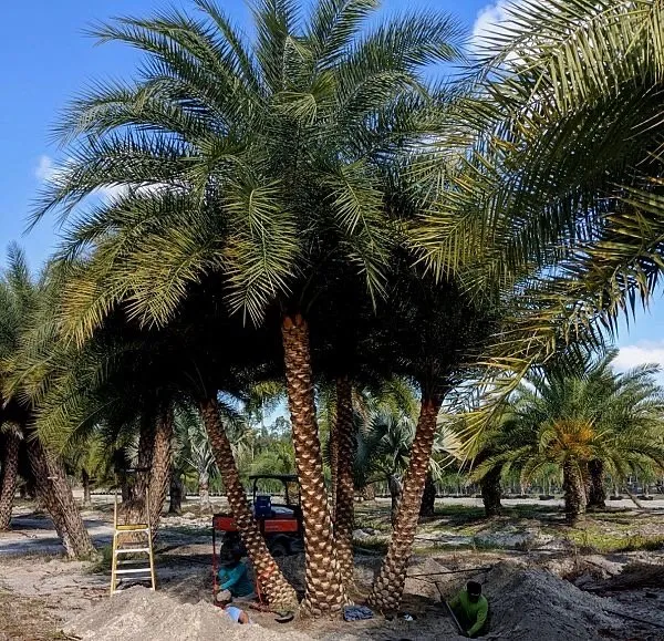 Custom residential landscaping experts serving Casselberry, FL - Welch Outdoor