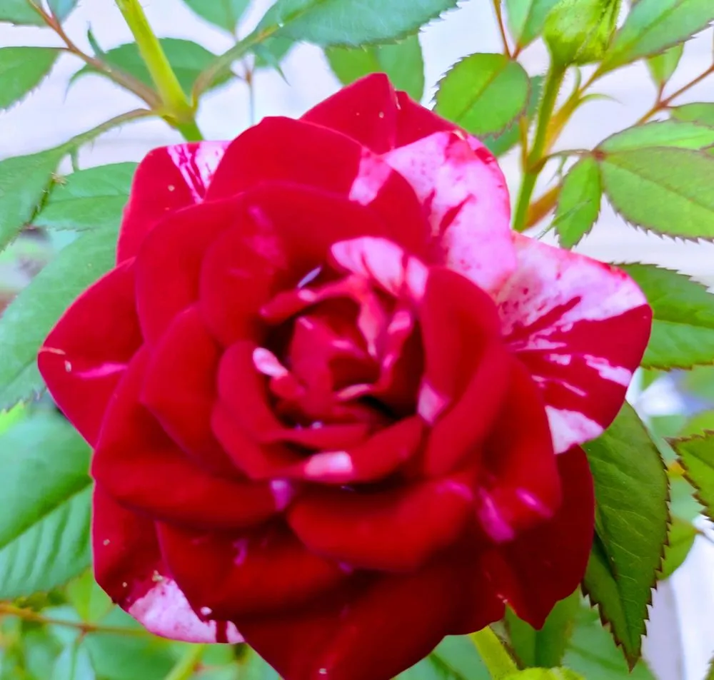 Reliable lawn care service in Mattydale, NY - Welch's Precision Property Maintenance