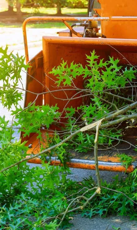 Reliable yard cleanup service in Kenilworth, NJ by Well Done Tree Service