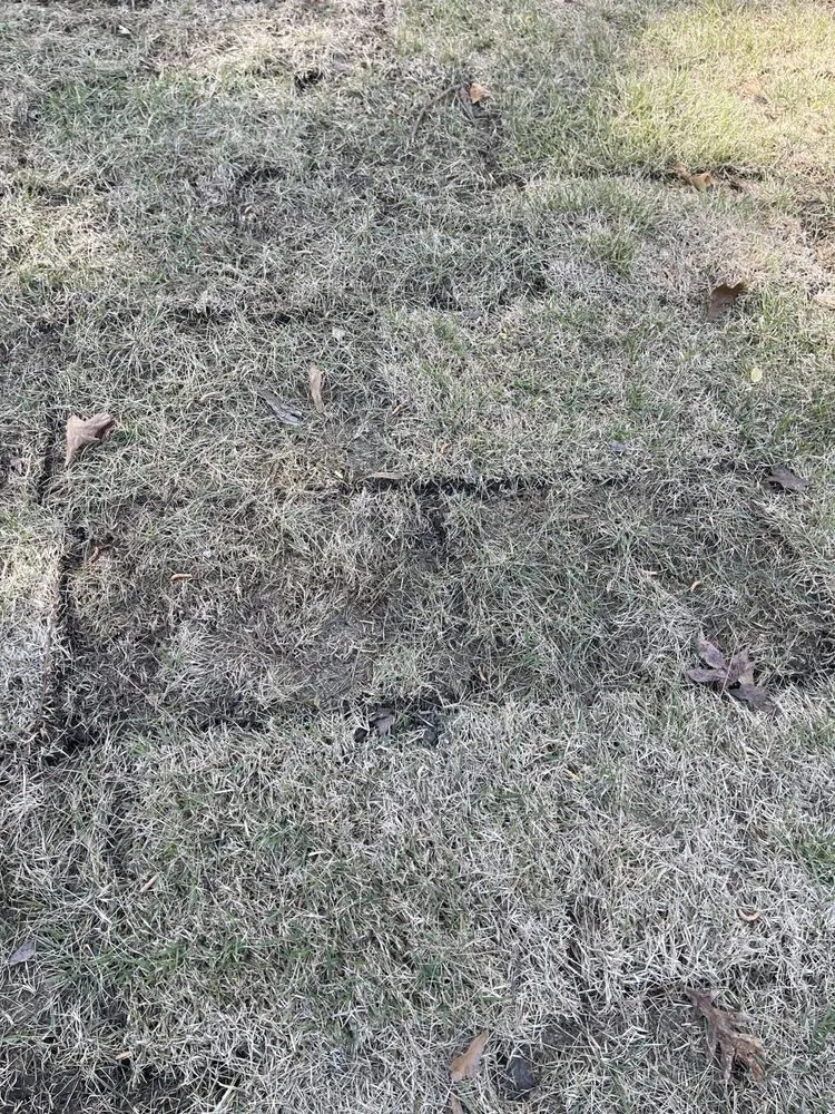 Affordable outdoor landscaping in Marietta, GA by Well Planted