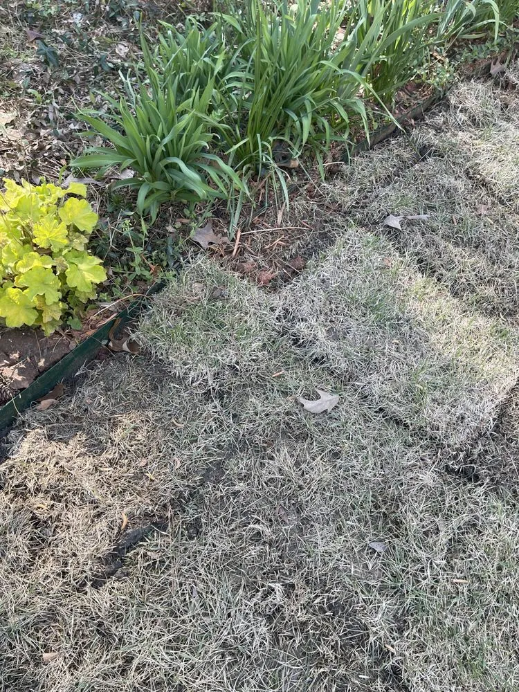 Professional landscape design for year-round maintenance across Marietta, GA - Well Planted