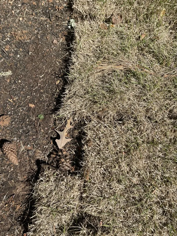 Custom yard cleanup service in Marietta, GA by Well Planted