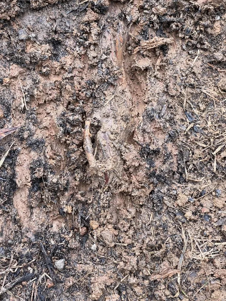 Professional outdoor landscaping in Marietta, GA - Well Planted