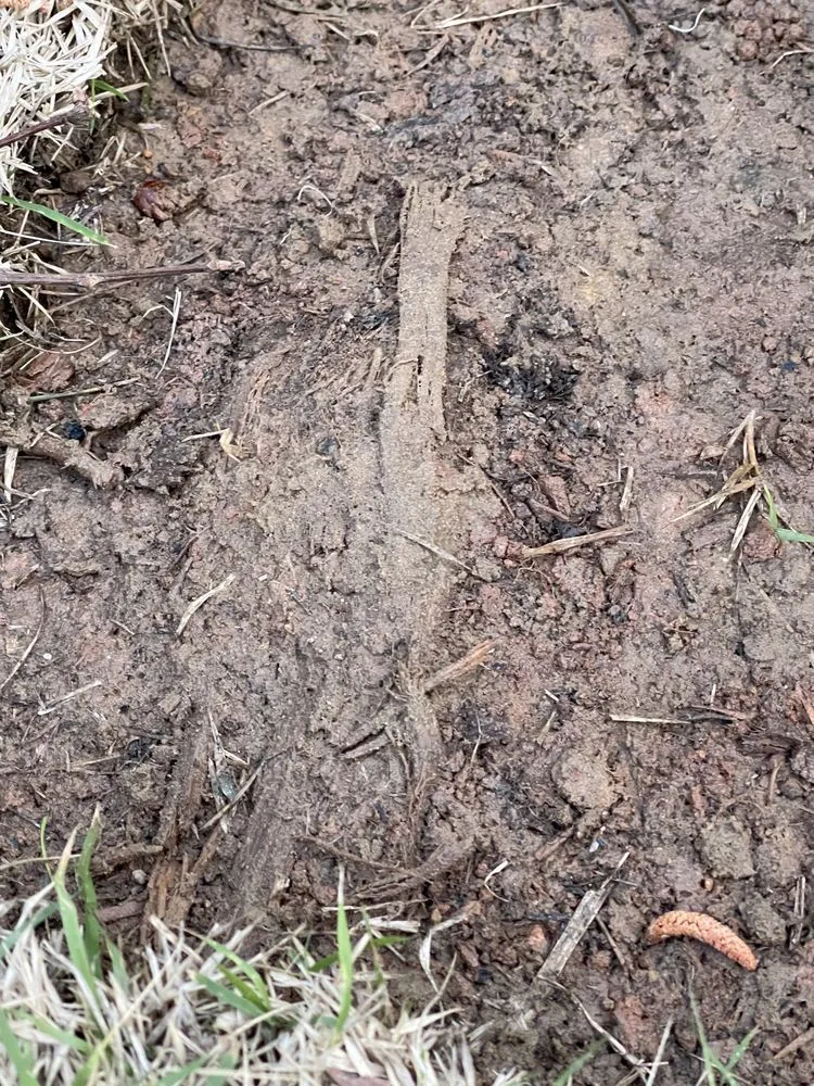 Affordable lawn care service in Marietta, GA - Well Planted