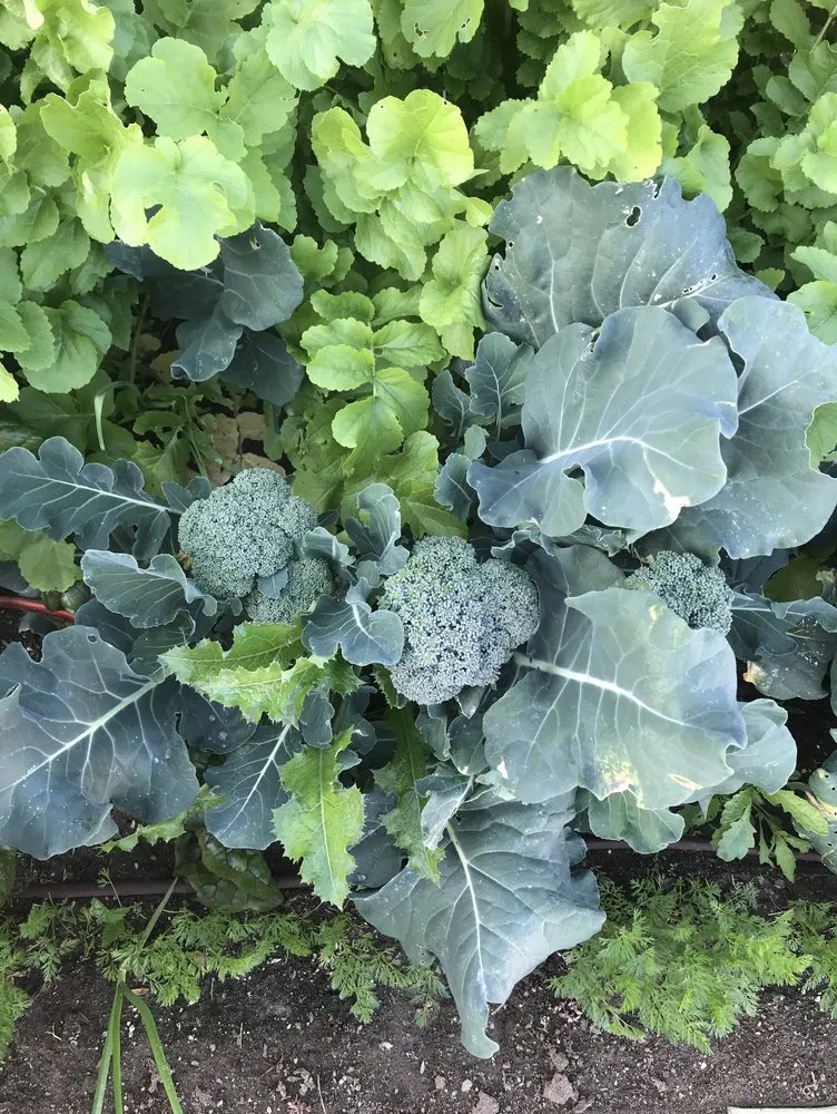 Trusted garden landscaping in Encinitas, CA - Wellness Landscape