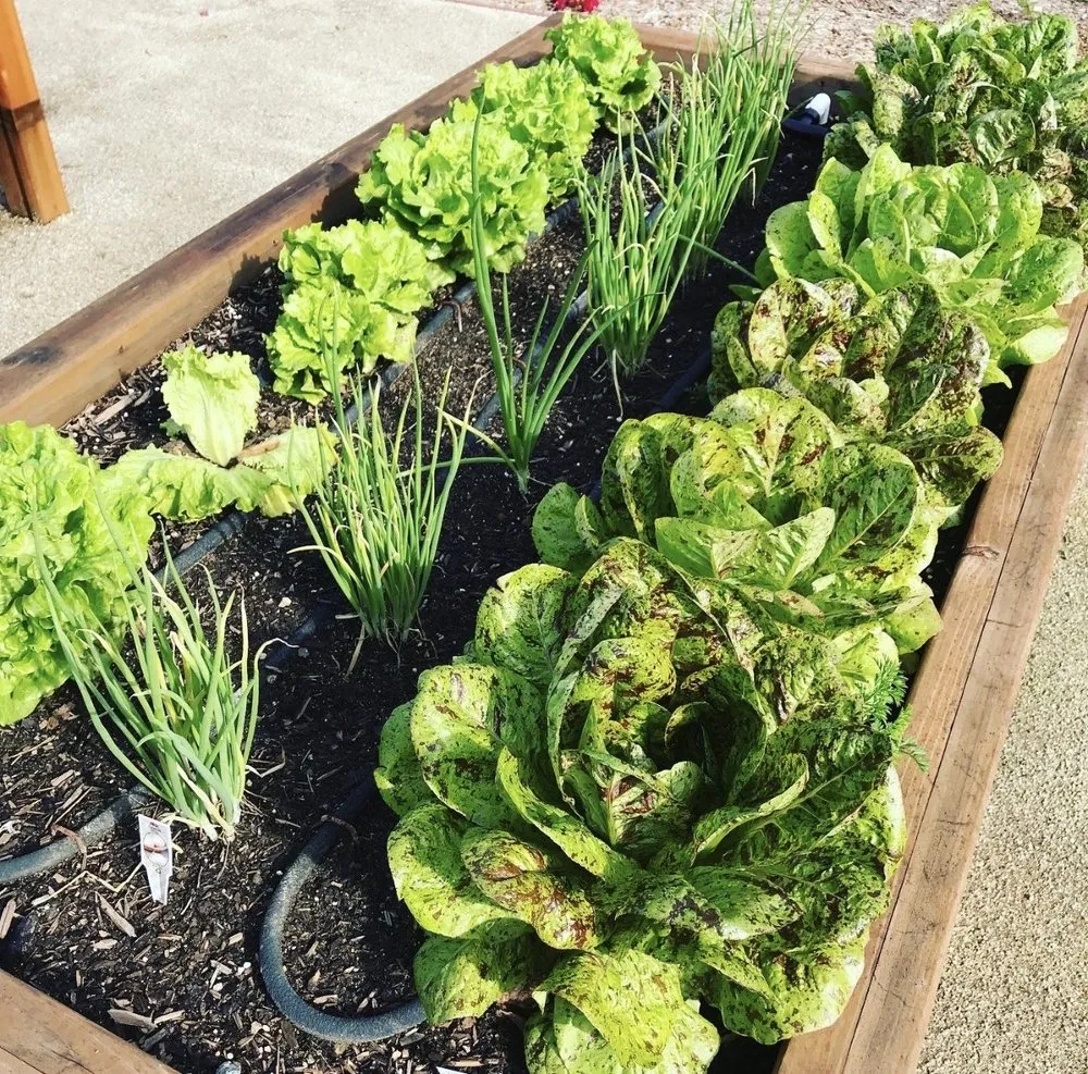 Expert lawn mowing service in Encinitas, CA by Wellness Landscape