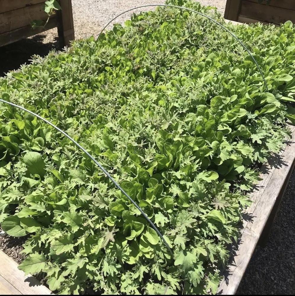 Local yard cleanup service in Encinitas, CA - Wellness Landscape