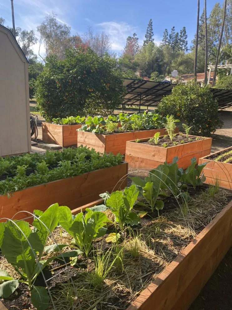 Affordable yard maintenance experts serving Encinitas, CA - Wellness Landscape