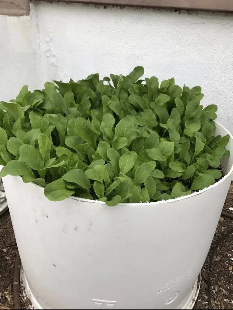 Custom garden landscaping experts serving Encinitas, CA - Wellness Landscape