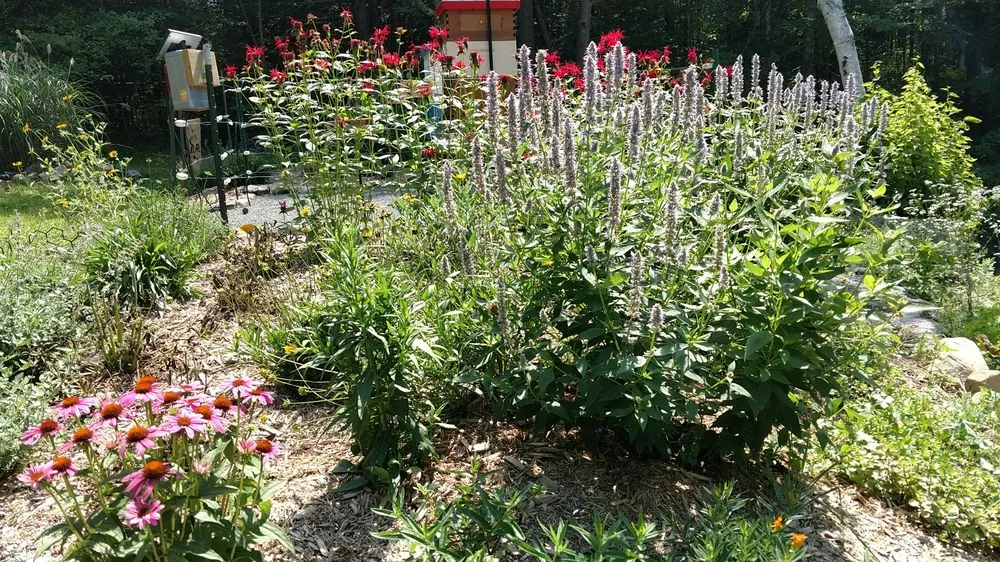 Trusted landscaping services for beautiful yards in Haydenville, MA by Wellnesscapes Design