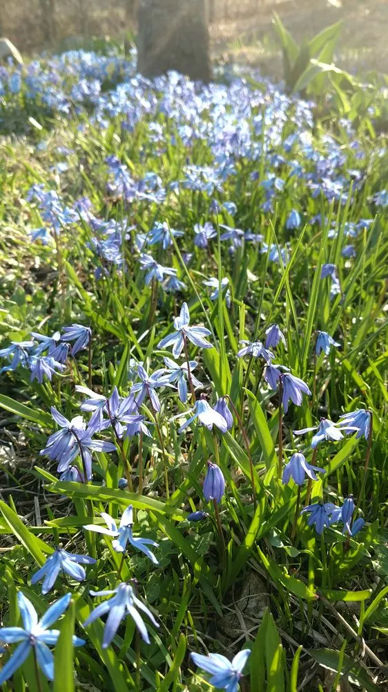 Expert lawn mowing service in Haydenville, MA - Wellnesscapes Design