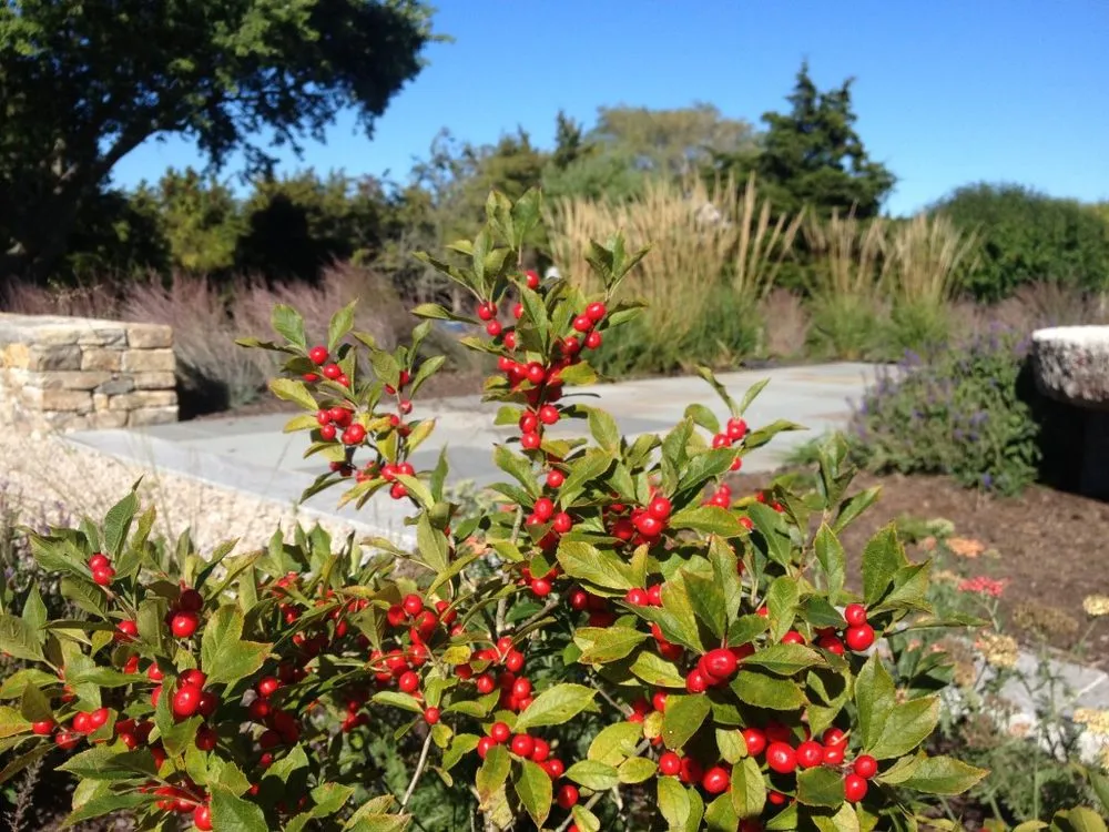 Local yard maintenance in Haydenville, MA by Wellnesscapes Design