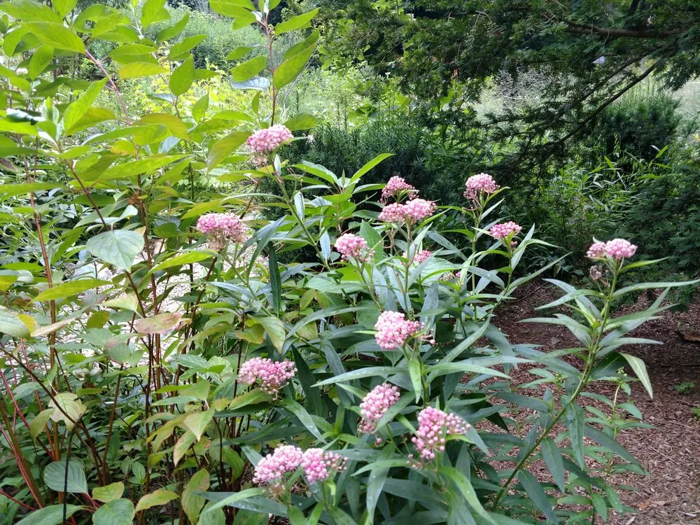 Affordable landscape design for year-round maintenance in Haydenville, MA by Wellnesscapes Design