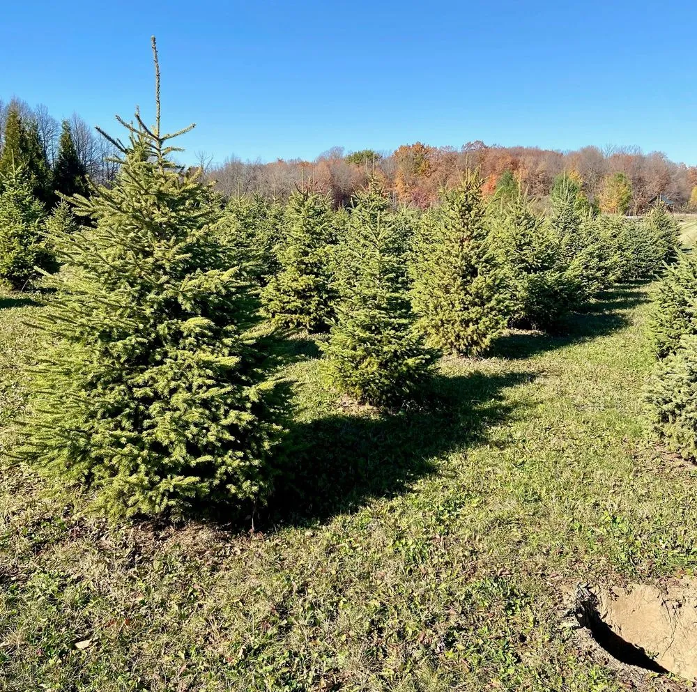 Affordable yard maintenance near you across Germantown, WI - Wendland Landscape Services