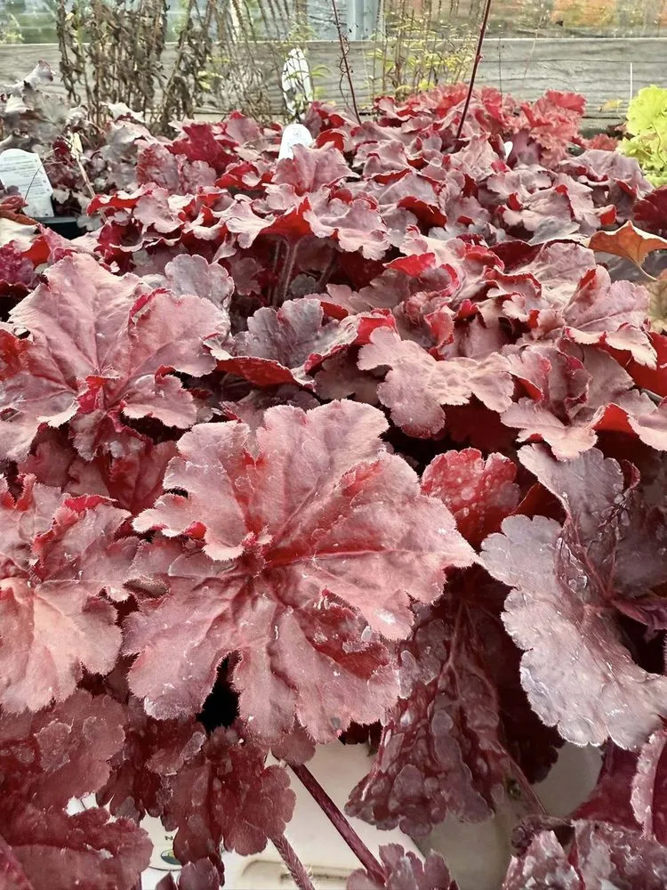 Trusted landscaping services in Germantown, WI - Wendland Landscape Services