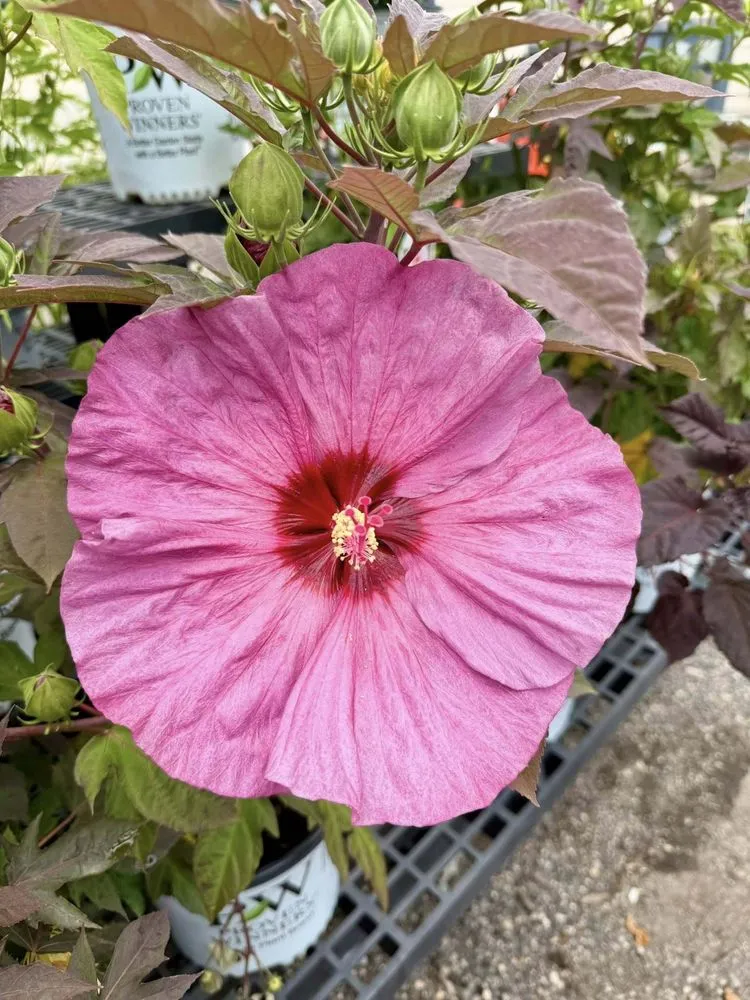 Top-rated residential landscaping for beautiful yards across Germantown, WI - Wendland Landscape Services