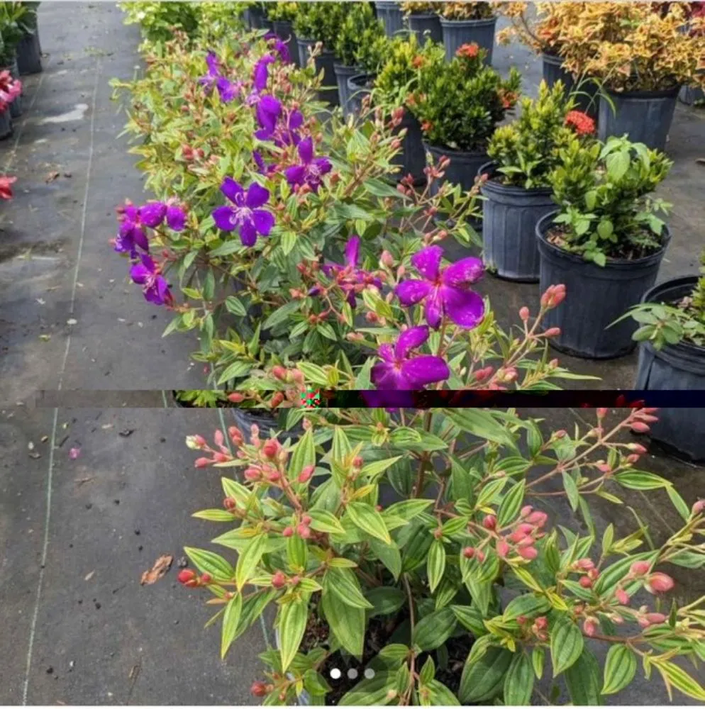 Affordable garden landscaping in West Palm Beach, FL by Wendy Landscaping