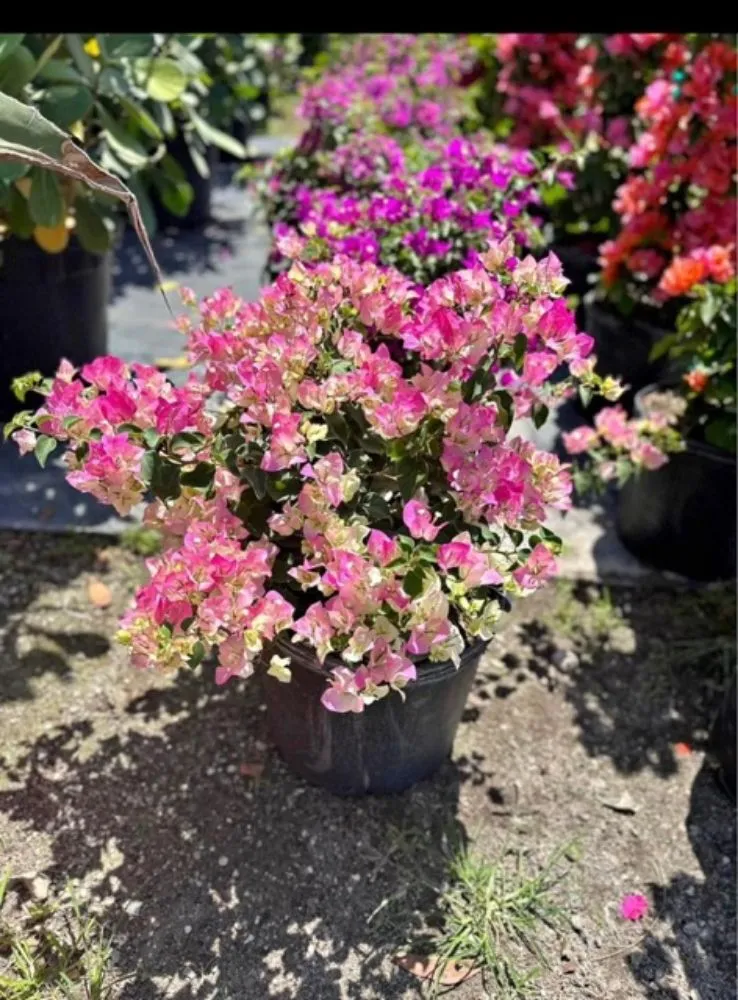 Trusted lawn care service in West Palm Beach, FL - Wendy Landscaping