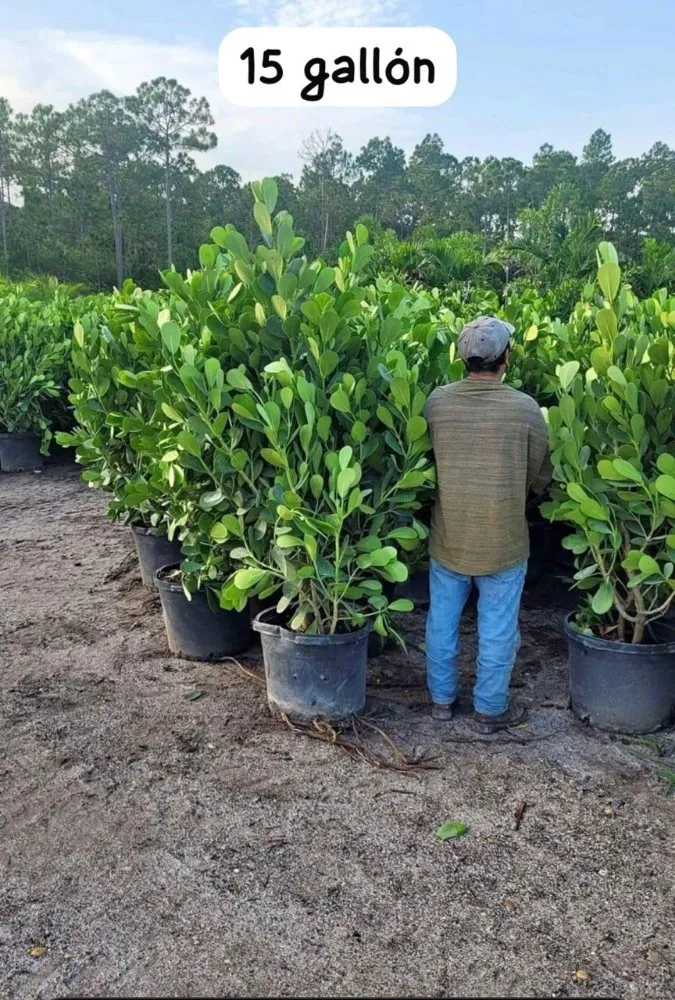 Expert landscape installation in West Palm Beach, FL - Wendy Landscaping