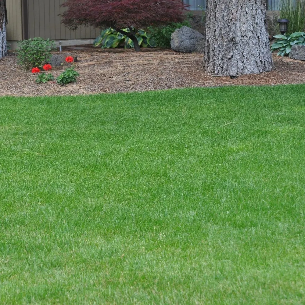 Trusted lawn mowing service in West Palm Beach, FL by Wendy Landscaping