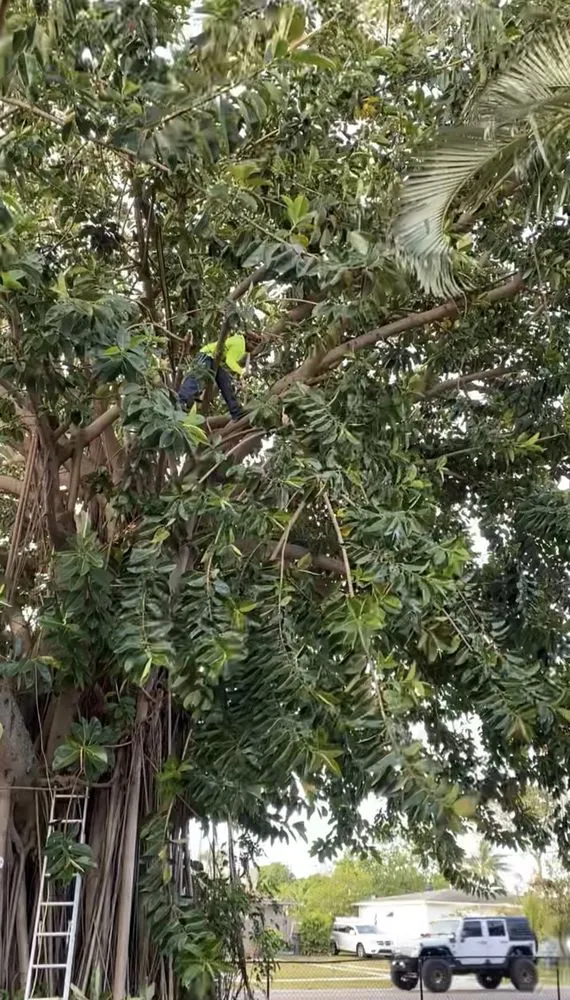 Custom lawn care service experts serving West Palm Beach, FL - Wendy Landscaping