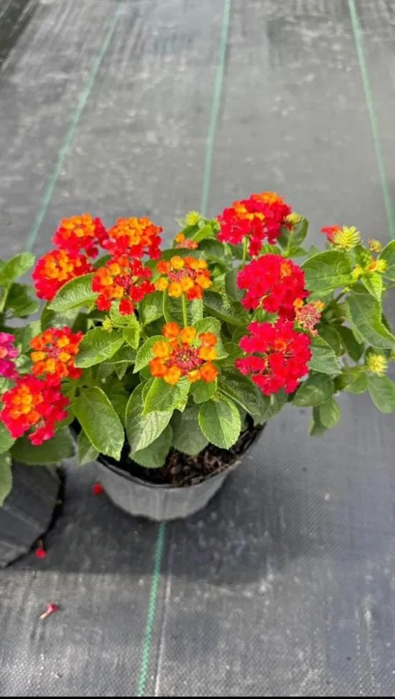 Top-rated garden landscaping in West Palm Beach, FL - Wendy Landscaping