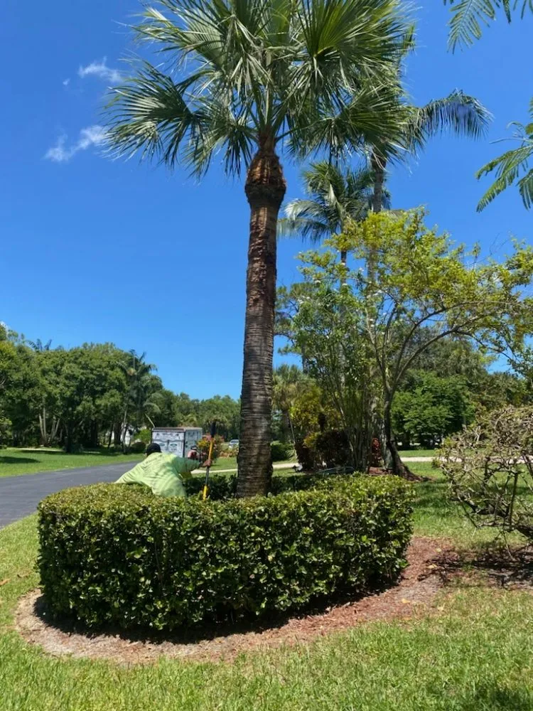 Trusted landscaping services in West Palm Beach, FL - Wendy Landscaping