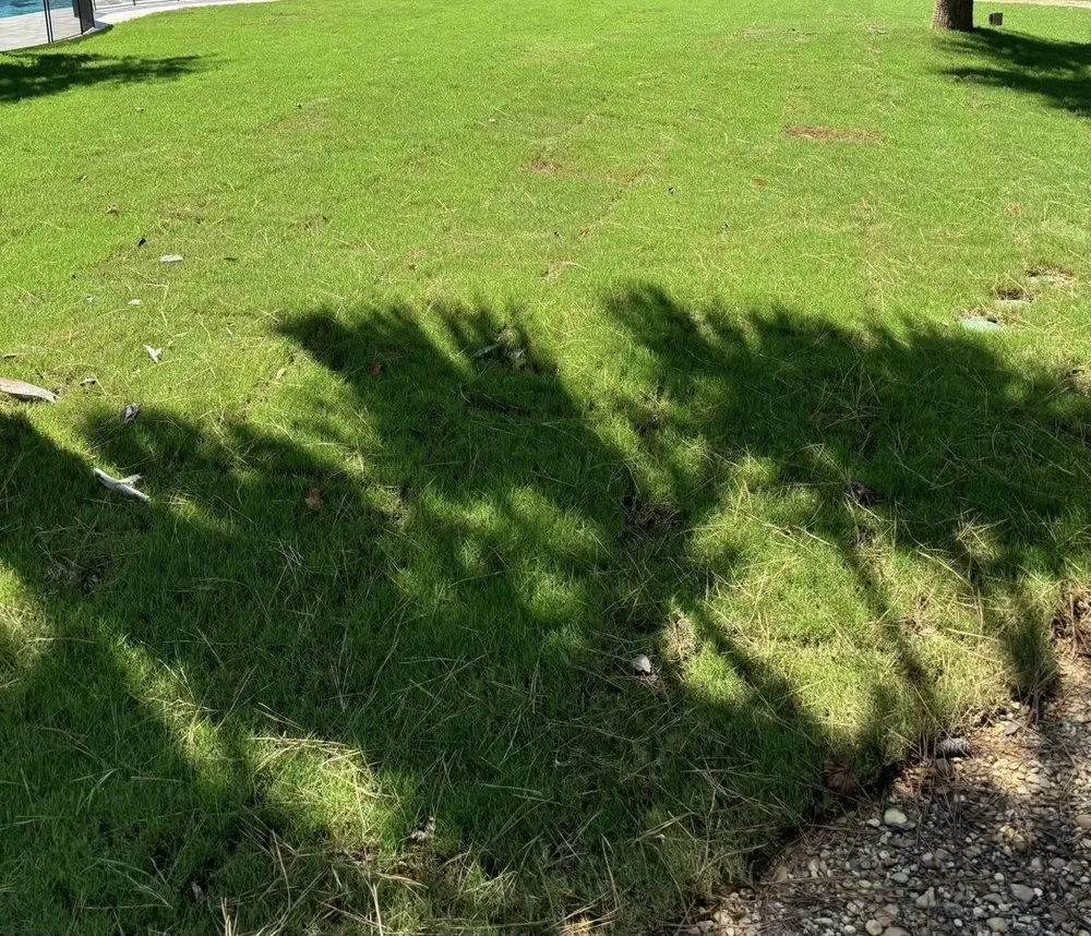 Top-rated landscaping services for homes across Magee, MS - Wenger Lawn Service