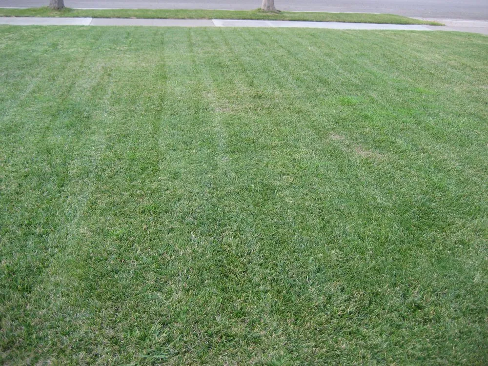 Affordable landscape installation in Temple, TX by Wenstrom Yard Works