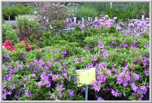 Top-rated outdoor landscaping in Charlotte Hall, MD by Wentworth Nursery