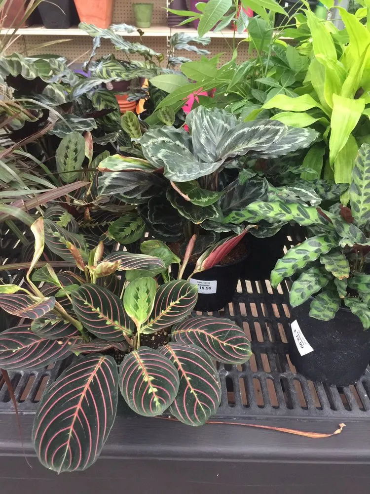 Local yard maintenance for homes in Charlotte Hall, MD by Wentworth Nursery