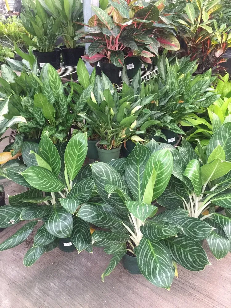 Professional garden landscaping with custom design in Charlotte Hall, MD by Wentworth Nursery