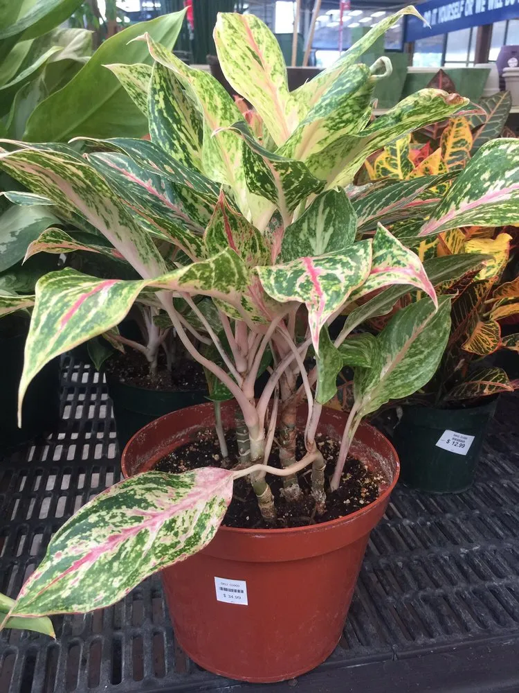 Local landscaping services in Charlotte Hall, MD - Wentworth Nursery