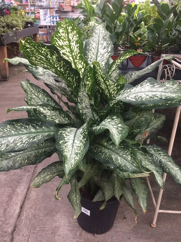 Affordable lawn care service for outdoor upgrades in Charlotte Hall, MD by Wentworth Nursery